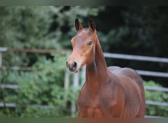 Franches-Montagnes, Jument, 4 Ans