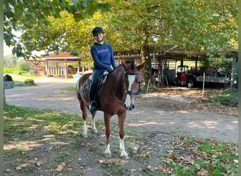 Franches-Montagnes, Jument, 5 Ans, 153 cm, Bai