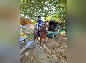 Franches-Montagnes, Jument, 5 Ans, 153 cm, Bai