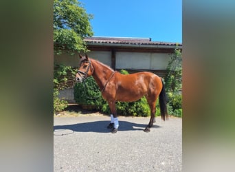 Franches-Montagnes, Jument, 5 Ans, 155 cm, Bai