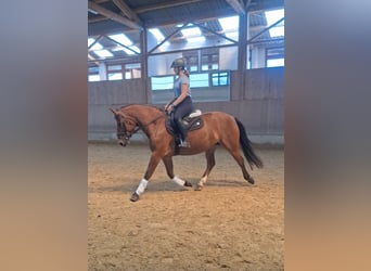 Franches-Montagnes, Jument, 5 Ans, 155 cm, Bai