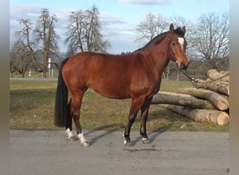 Franches-Montagnes, Jument, 5 Ans, 156 cm, Bai