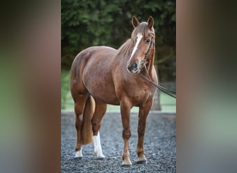 Franches-Montagnes, Jument, 5 Ans, 157 cm, Alezan brûlé