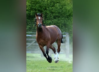 Franches-Montagnes, Jument, 5 Ans, 159 cm, Bai