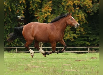 Franches-Montagnes, Jument, 5 Ans, 159 cm, Bai