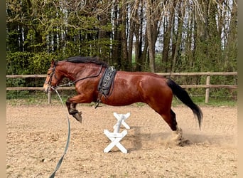 Franches-Montagnes, Jument, 5 Ans, 159 cm, Bai