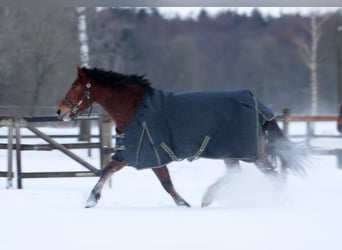 Franches-Montagnes, Jument, 5 Ans, 159 cm, Bai