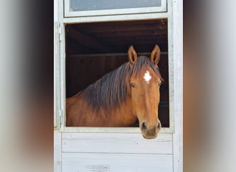 Franches-Montagnes, Jument, 5 Ans, Bai