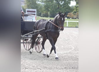 Franches-Montagnes, Jument, 6 Ans, 152 cm, Bai brun