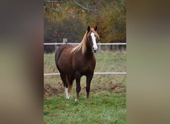 Franches-Montagnes, Jument, 6 Ans, 155 cm, Alezan