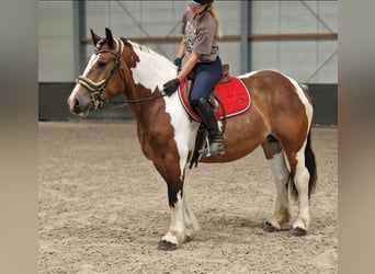 Franches-Montagnes Croisé, Jument, 6 Ans, 155 cm, Pinto