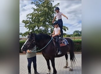 Franches-Montagnes Croisé, Jument, 6 Ans, 161 cm, Noir