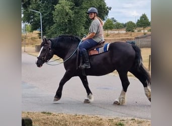 Franches-Montagnes Croisé, Jument, 6 Ans, 161 cm, Noir