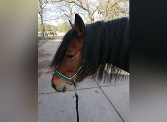 Franches-Montagnes, Jument, 7 Ans, 158 cm, Bai