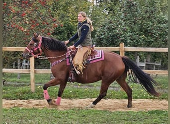 Franches-Montagnes, Jument, 7 Ans, 158 cm, Bai