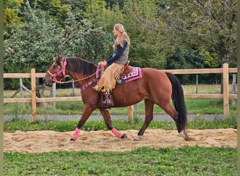 Franches-Montagnes, Jument, 7 Ans, 158 cm, Bai