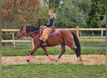 Franches-Montagnes, Jument, 7 Ans, 158 cm, Bai