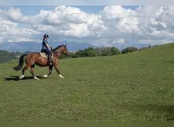 Franches-Montagnes, Jument, 7 Ans, 158 cm, Bai