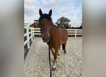 Franches-Montagnes, Jument, 7 Ans, 160 cm, Bai