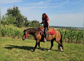 Franches-Montagnes, Jument, 9 Ans, 152 cm, Bai