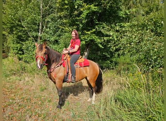 Franches-Montagnes, Jument, 9 Ans, 152 cm, Bai