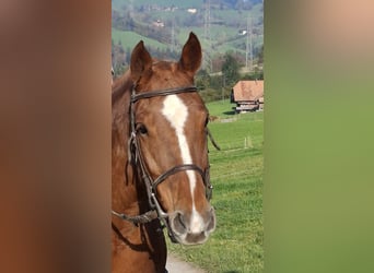 Franches-Montagnes, Jument, 9 Ans, 156 cm, Alezan