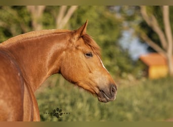 Franches-Montagnes, Jument, 9 Ans, 157 cm, Alezan