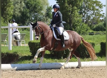 Franches-Montagnes, Jument, 9 Ans, 160 cm, Alezan brûlé