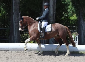 Franches-Montagnes, Jument, 9 Ans, 160 cm, Alezan brûlé