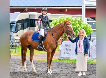 Franches-Montagnes, Jument, 9 Ans, 165 cm, Alezan