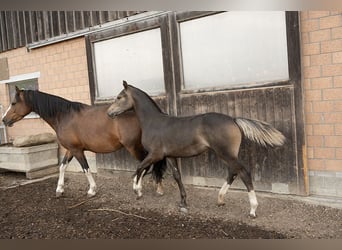 Franches-Montagnes, Jument, Poulain (02/2026), 158 cm, Bai brun