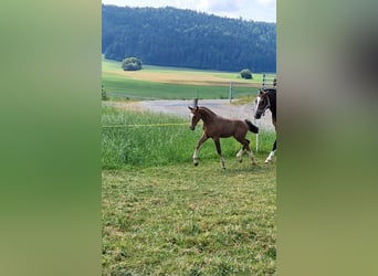Franches-Montagnes, Jument, , Bai