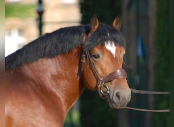 Rijnlandse Duitse Koudbloed, Hengst, 15 Jaar, 167 cm, Bruin