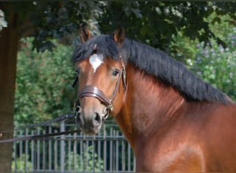 Rijnlandse Duitse Koudbloed, Hengst, 15 Jaar, 167 cm, Bruin