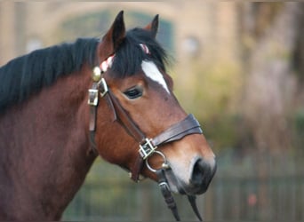 Rijnlandse Duitse Koudbloed, Hengst, 15 Jaar, 167 cm, Bruin