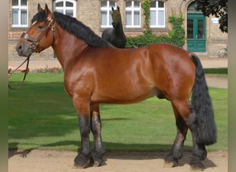 Rijnlandse Duitse Koudbloed, Hengst, 15 Jaar, 167 cm, Bruin