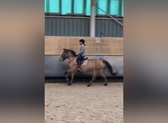 Francuski kuc wierzchowy, Klacz, 14 lat, 145 cm, Gniada