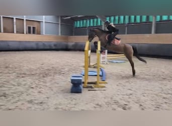 Francuski kuc wierzchowy, Klacz, 14 lat, 145 cm, Gniada