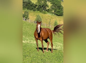 Francuski kuc wierzchowy, Klacz, 20 lat, 147 cm