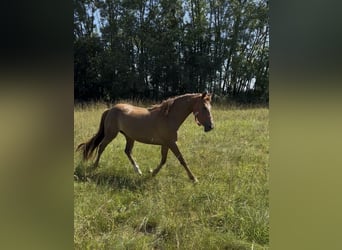 Francuski kuc wierzchowy, Klacz, 3 lat, 141 cm, Kasztanowata