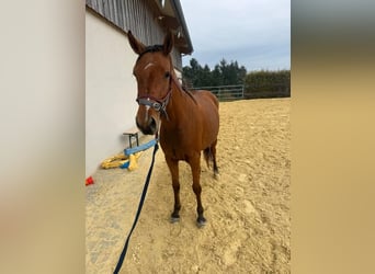 Francuski kuc wierzchowy, Klacz, 3 lat, 146 cm