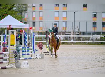 Francuski kuc wierzchowy, Klacz, 9 lat, 145 cm, Kasztanowata
