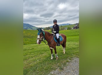 Francuski kuc wierzchowy, Klacz, 9 lat, 145 cm, Kasztanowata