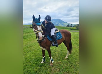 Francuski kuc wierzchowy, Klacz, 9 lat, 145 cm, Kasztanowata
