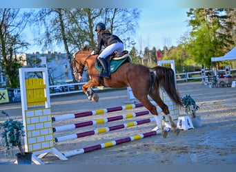 Francuski kuc wierzchowy, Klacz, 9 lat, 145 cm, Kasztanowata