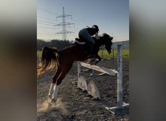 Francuski kuc wierzchowy, Klacz, 9 lat, 145 cm, Kasztanowata