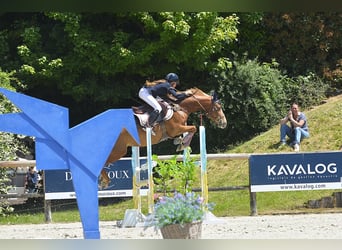 Francuski kuc wierzchowy, Klacz, 9 lat, 146 cm, Kasztanowata