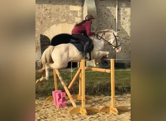 Francuski kuc wierzchowy, Ogier, 12 lat, 151 cm, Cremello
