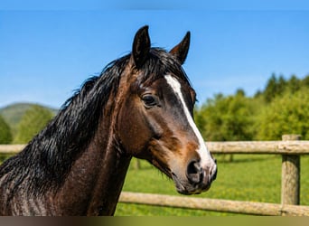 Francuski kuc wierzchowy, Ogier, 2 lat, 145 cm, Ciemnogniada