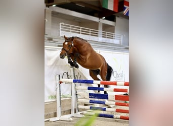 Francuski kuc wierzchowy, Ogier, 3 lat, 146 cm, Gniada
